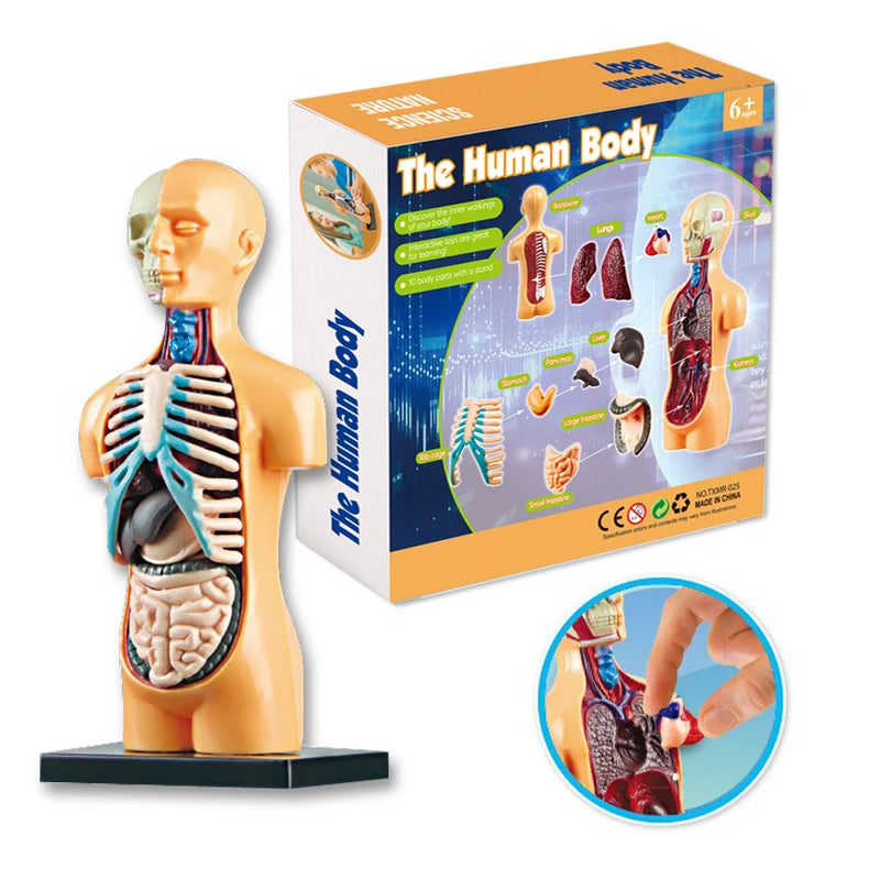 3D Human Body Torso Model Educational Assembly Learning DIY Toys Human Body Organ Teaching Tools Early Learning Toy For Children
